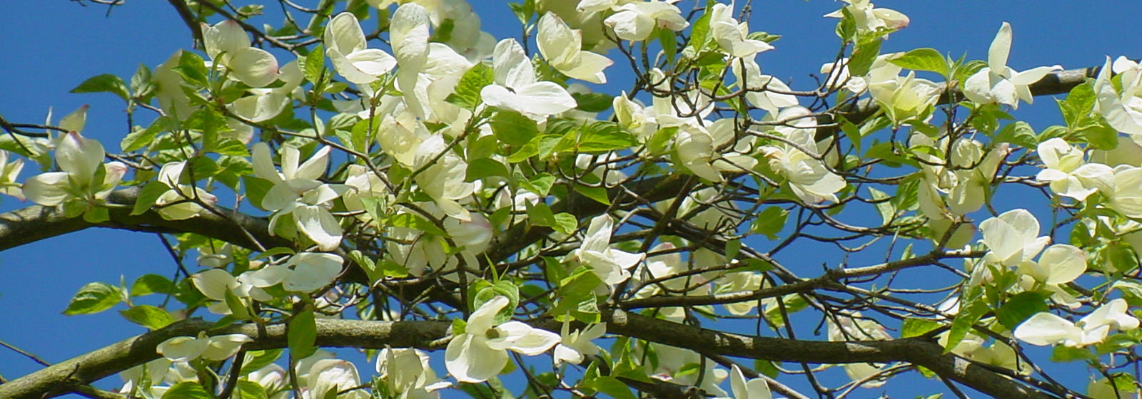 Kopfgrafik Geschichte